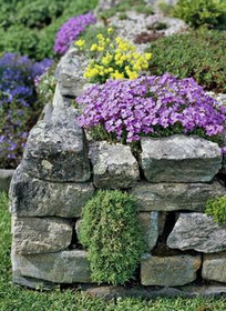 Die Pflanzenwelt an der Trockenmauer