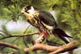 Baumfalke