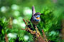 Blaukehlchen