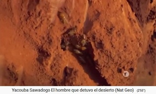 Termiten sind Tunnelbauer
                      und lockern den Erdboden auf 02