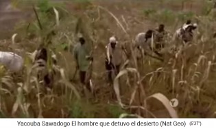 Junge M�nner schneiden die Hirsest�ngel ab