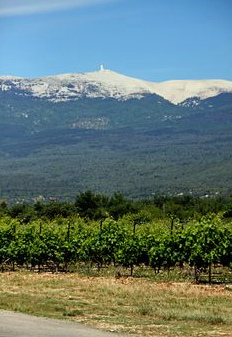 Der
                                    Mont Ventoux, Karst und W�lder,
                                    1909m �ber Meer