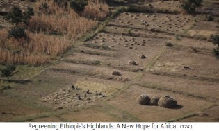 Nachhaltige Landwirtschaft
                        in �thiopien: Heufelder statt �berweidete
                        Fl�chen, das Vieh bleibt zuhause