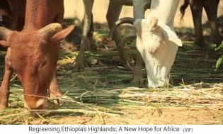 Die K�he bleiben am Hof und
                      fressen gelegtes Gras 01