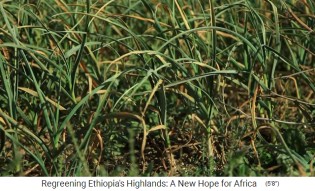 Provinz Tigray: Zwiebeln wachsen auf
                    Terrassen