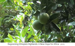 Provinz Tigray: Fruchtb�ume wachsen
                    auf Terrassen