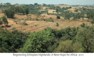 Provinz Oromia in �thiopien:
                      Waldpflanzungen und Erdd�mme in den Feldern gegen
                      Erosion