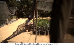 Baumschule 04: Kleine Bäume sind in
Plastik rundrum Baumschule 04: Kleine
Bäume sind in Plastik rundrum