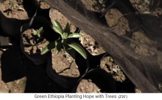 Baumschule 05: Ein Setzling spriesst