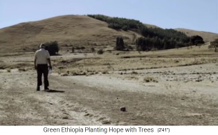 Der Wald
                        von Boreta Gerado Dengego 01, der Berg ist
                        teilweise bewaldet