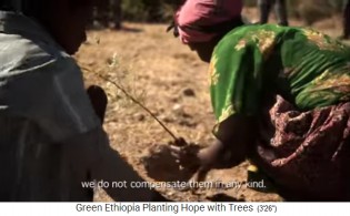 Baum pflanzen 02: Der Setzling,
                                  de zu einem kleinen Baum gewachsen
                                  ist, wird in ein Baumloch gesetzt