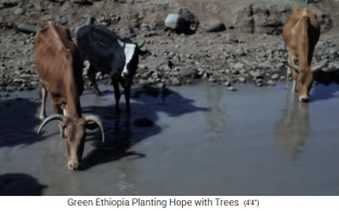 Die
                      Wasserstelle f�r die K�he