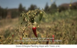 Auf einem Feld w�chst
                    Chili