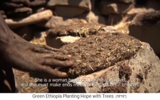 Eselmistfladen trocknen
                      auf Steinen in der Sonne, Nahaufnahme