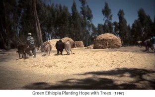 Getreide wird mit Kühen gedroschen Getreide wird mit Kühen gedroschen