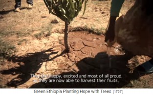 Eine Sch�lerin giesst ihren Baum 01