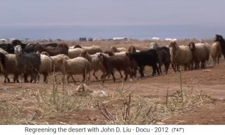 Jordanien, eine Schafherde auf
                      W�stenboden 01