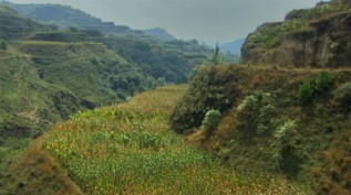 China L�ssplateau, die grossen
                      Terrassen mit den Querd�mmen sind bepflanzt und
                      regeneriert