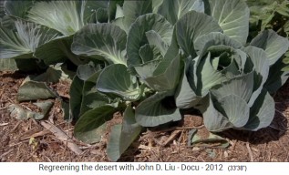 Jordanien, Permakulturgarten mit grossem
Kohl Jordanien, Permakulturgarten mit
grossem Kohl