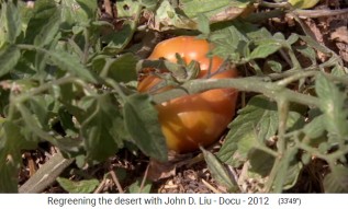 Permakulturgarten in Jordanien, Tomate
                    reift heran