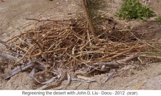 Jordanien Permakulturgarten,
                    Mull ist um Pflanze gelegt 01
