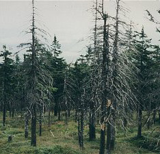 Geschw�chter, anf�lliger Wald im �stlichen
                        Erzgebirge