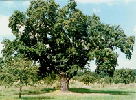 Apfelbaum
                          Speierling