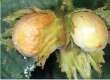 Haselnuss unreif Hasel , hazelnut