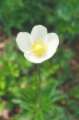 Wald- anemone