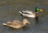 Wildenten:
                            M�nnchen neben Weibchen