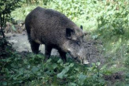 Wildschwein
                            im Wald