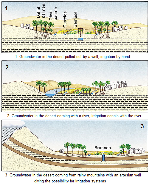 Schema 4: W�ste mit Oasen mit
                                  Grundwasser