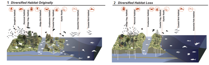 Schema der
                              K�stenverarmung und des Vordringens des
                              Salzwassers