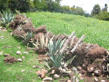 Socos
                        bei Ayacucho (Peru): Ein Erdwall grenzt die
                        Felder ab und bietet gleichzeitig kleinen Tieren
                        Schutz und Unterschlupf