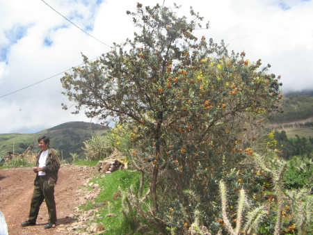 Socos
                        bei Ayacucho (Peru): Eine Hecke aus Kakteen und
                        Str�uchern (Kakteen-Str�ucherhecke) grenzt das
                        Feld ab und bietet gleichzeitig kleinen Tieren
                        Schutz und Unterschlupf, und bietet Fr�chte an