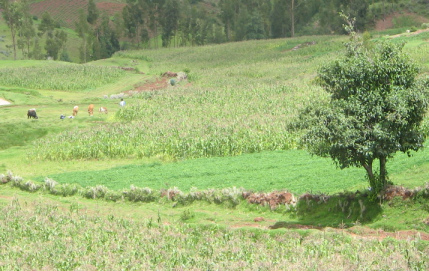 Socos bei Ayacucho (Peru): Ein
                        kleiner Erdwall grenzt das Feld ab und bietet
                        gleichzeitig kleinen Tieren Schutz und
                        Unterschlupf