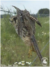 Ein
                      Baumfalke hat sich im Stacheldraht verfangen