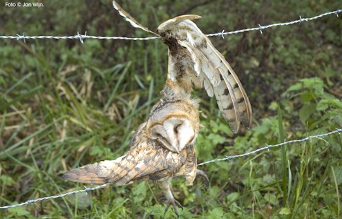 Eule
                          im Stacheldraht verfangen