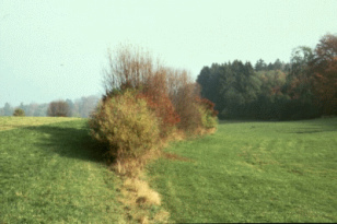 Artenreiche Feldhecke mit
                        Str�uchern und deren Farben und Fr�chten