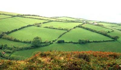 Feldhecken sind nicht nur Eingrenzungen
                        oder Unterschlupf f�r kleine Tiere, sondern
                        sch�tzen auch vor Erosion