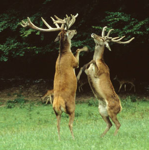 Bei einem Hirschkampf kam den
                k�mpfenden Hirschen ein Stacheldraht in den Weg, und es
                mussten beide Hirsche sterben...