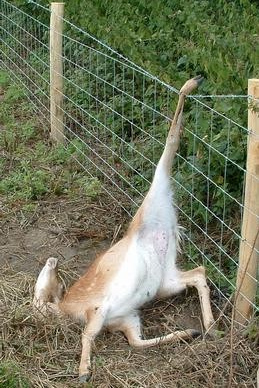 Ein
                          Reh hat sich im Stacheldraht verfangen und hat
                          sich am Ende "aufgeh�ngt"