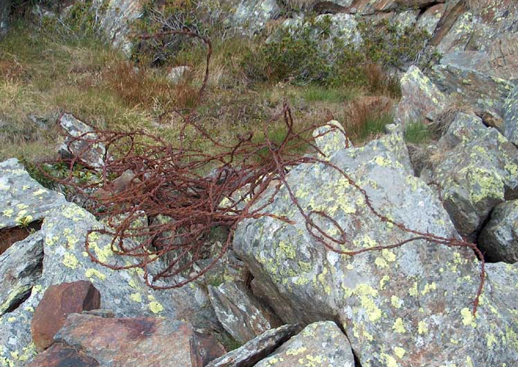 Alter, rostiger
                            Stacheldraht verstreut im Gel�nde in Italien
                            an der �sterreichischen Grenze am Passo dei
                            Contrabbandieri, �berbleibsel des Ersten
                            Weltkriegs