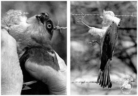 Sperber im Stacheldraht verfangen