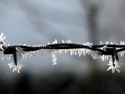 Gefrorener
                          Stacheldraht mit Reif ist kaum noch sichtbar,
                          mit Schnee erst recht nicht mehr sichtbar.
                          Alle m�glichen Tiere und auch Menschen laufen,
                          rennen oder fahren in den kaum sichtbaren oder
                          durch Schnee unsichtbaren Stacheldraht, und
                          die dummen Regierungsbeamten in ihren warmen
                          "Stuben" wollen das einfach nicht
                          merken...