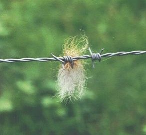 Stacheldraht-Zinke
                          mit Fuchshaaren