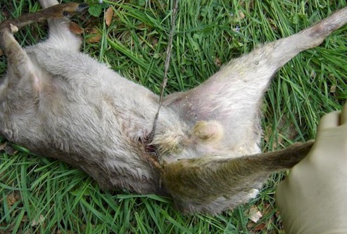 Wildh�ter entfernen einem
                          Wildtier den Stacheldraht im Bauch