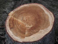 Jahresringe-Mandala an einem
                              Fichtenstamm