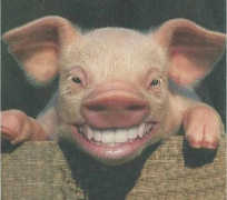 Grinsendes Schwein