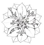 Tiermandala: Kolibris fliegen zum
                          Ursprung zur�ck